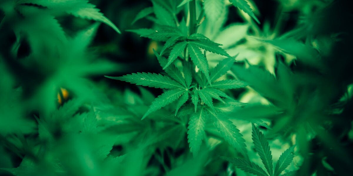 Green Cannabis Plant