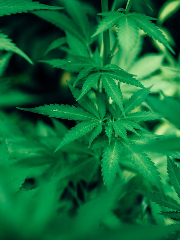 Green Cannabis Plant